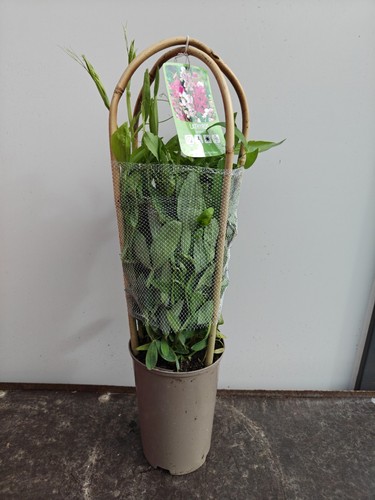 Lathyrus latifolius pot - lathyrus,