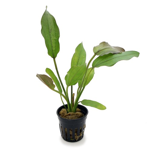 Echinodorus red phoenix live - echinodorus,