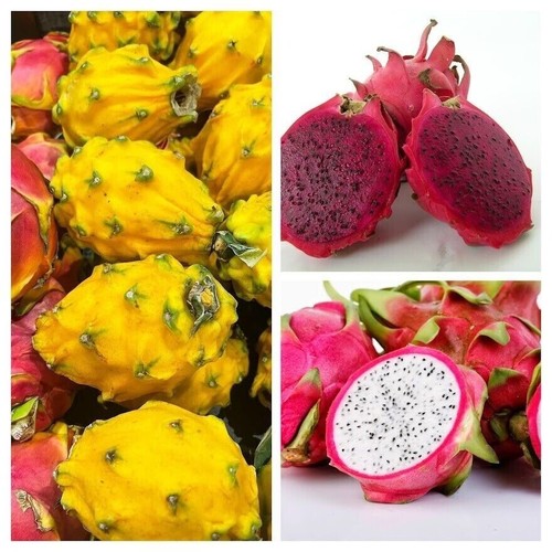 Dragon fruit package - fruit,