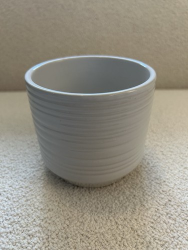 White glossy ribbed plant - glossy,