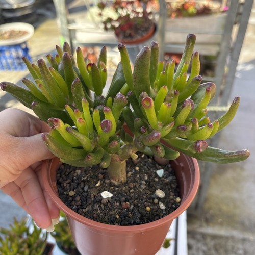 Crassula ovata gollum - ovata, 'gollum'