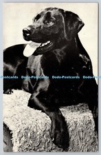 R757519 Labrador Retriever Red Heart Series Second Series