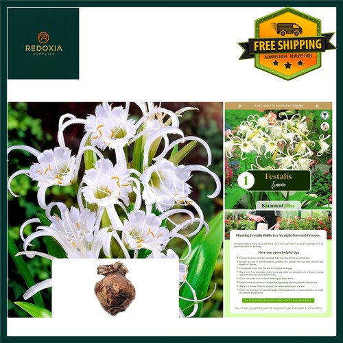 Festalis ismene bulb - bulb,