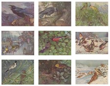 Bird,Prints,Raven,Jackdaw,Bull