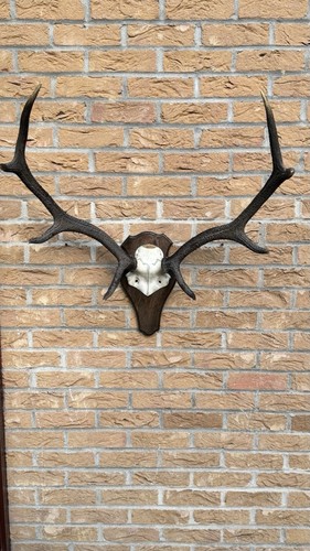 Stag antlers large mounted - antlers,