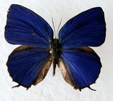 Arhopala Acetes Butterfly Set