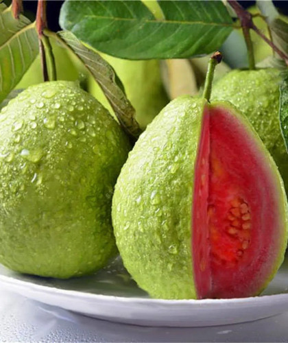 10x pink guava fruit tree - 10x,