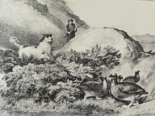 Antique print grouse - antique,