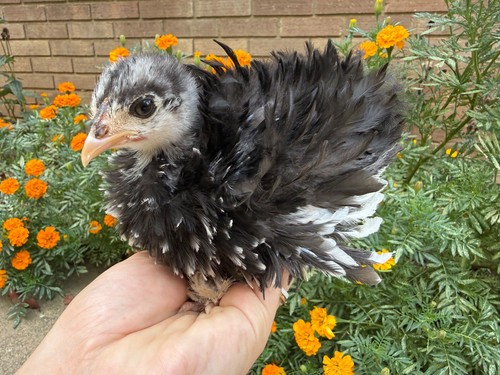 Fertile hatching chicken - 2,