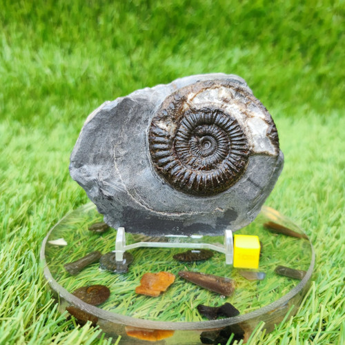 Ammonite fossil limestone - ammonite, in