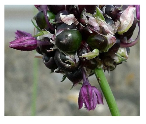 Sand leek allium - leek,