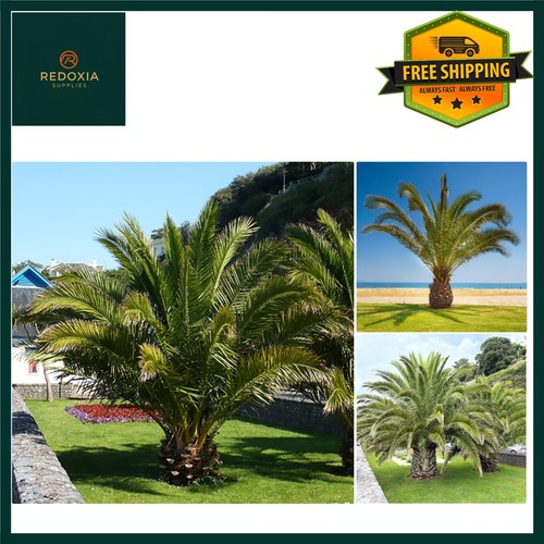 Pair phoenix palm - pair, trees