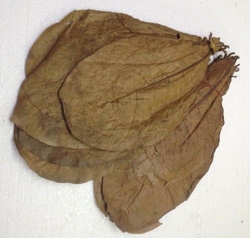 Indian almond leaves dried - indian, leaves,