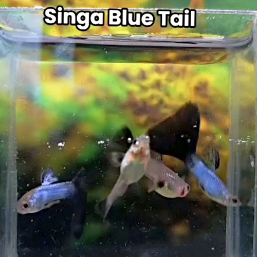 Singa blue tail guppy - singa,