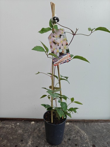 Clematis montana elizabeth - clematis, 1l