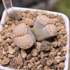 Exact Plant，1pc rare Lithops julii subsp. fulleri var. rouxii C324，Living Stone