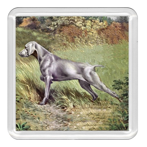 Weimaraner dog acrylic - dog,
