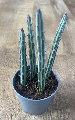 Rooted plants senecio - rooted,