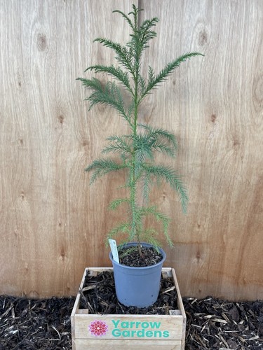 Cryptomeria japonica - , 🌲