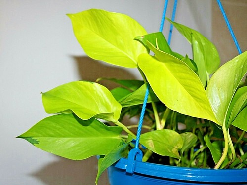 Neon golden pothos devils ivy - devils,
