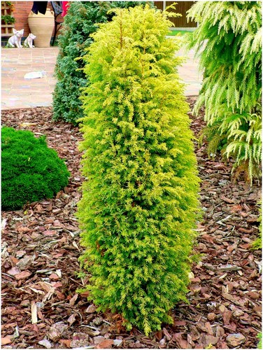Dwarf conifer juniperus - [x2],