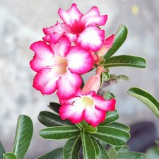 Desert rose adenium obesum - -,