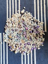 Seashell Shells Collection For