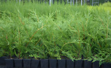 [x10] | LEYLANDII | GREEN EVERGREEN HEDGING CONIFERS | 40-60CM | P9 POT