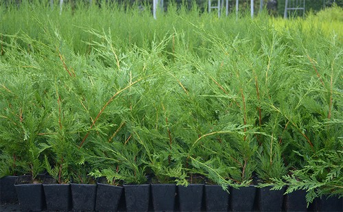 X10 leylandii green - |,