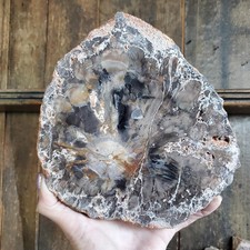 Petrified Wood Large Tree