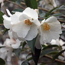 Camellia Cornish Snow 2 Litre  White Flowers Evergreen Shrub