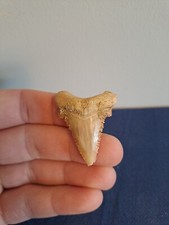 Fossil Shark Tooth -