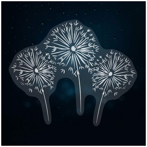 Dandelion clocks static - 'dandelion, clocks'