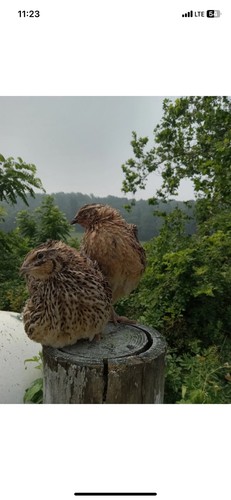 Quail