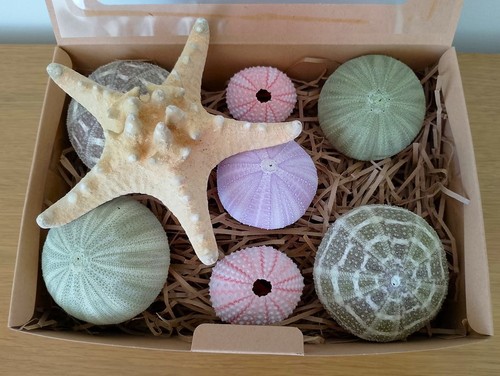 Real sea urchins mixed - real,