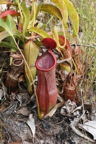 Seeds nepenthes rowanae - 5,