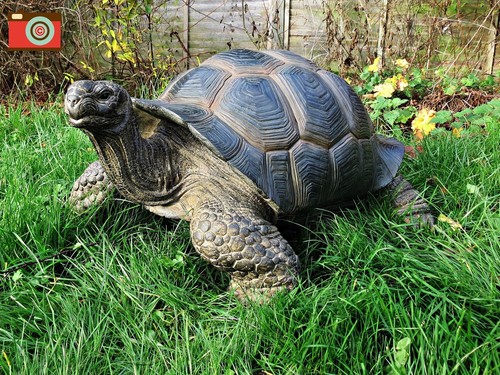 Xxl giant tortoise - giant, size