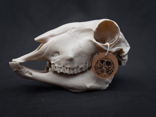 Life size sheep skull - sheep, replica