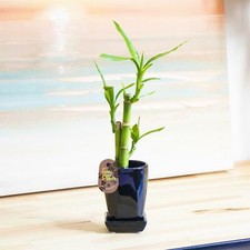 Lucky Bamboo Group Plant in Soil White Gravel Topping Pot House Office Easy Care