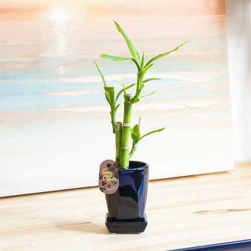 Lucky bamboo group - bamboo,