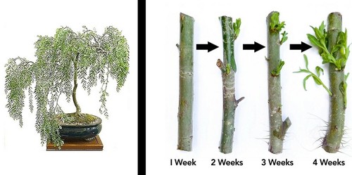 Bonsai cutting starts - 2,