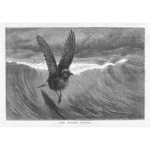 Storm petrel antique - storm,