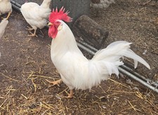 12 White Leghorn Hatching Eggs
