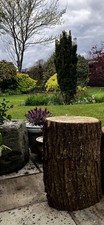 Tree Stump log 1.4 Foot high 8