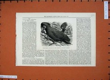 Original Old Antique Print 1875 Great Black Cockatoo Zoological Society Gardens
