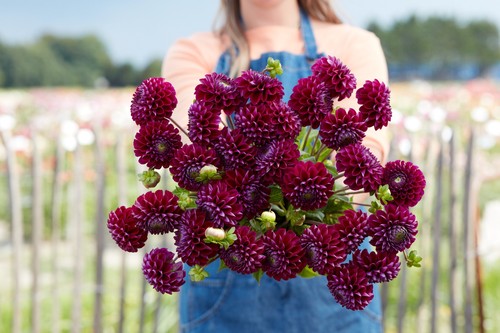 Dahlia tuber ivanetti - ivanetti,