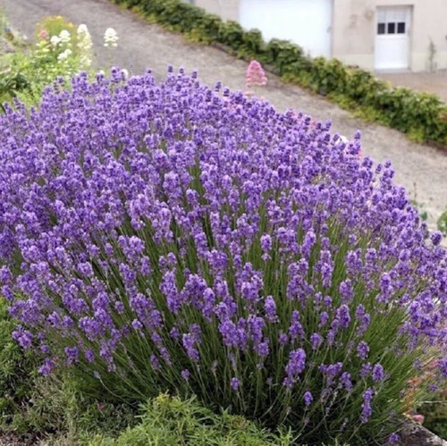 Lavender lavandula - х,
