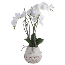 Large White Orchid in Stone