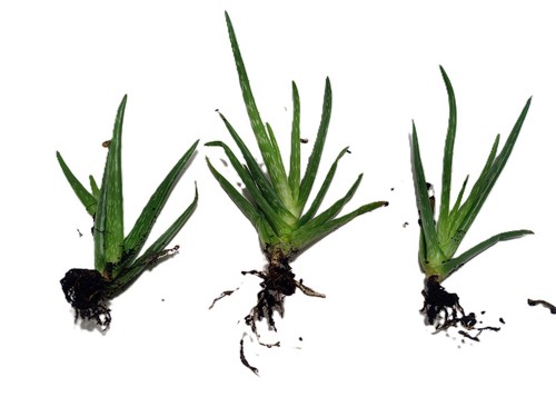 Medium size aloe - aloe, plant