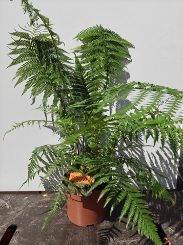 Dicksonia antartica australian - dicksonia,